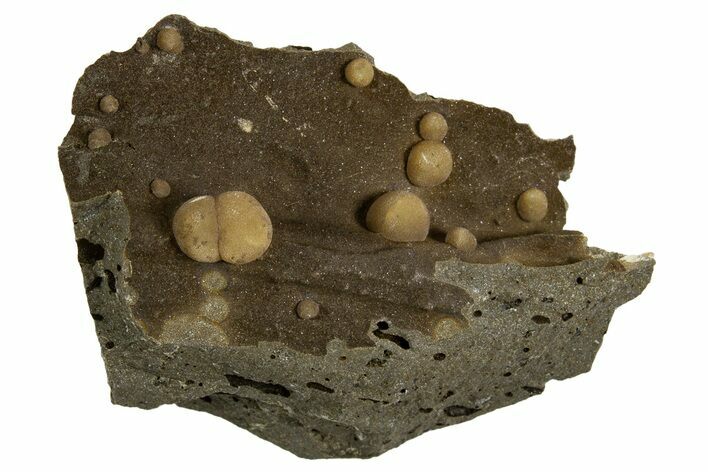 Globular Brown Calcite Formations on Basalt - Italy #325625